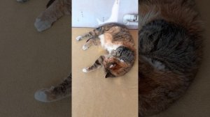 Рассказ - "Кот на посту"