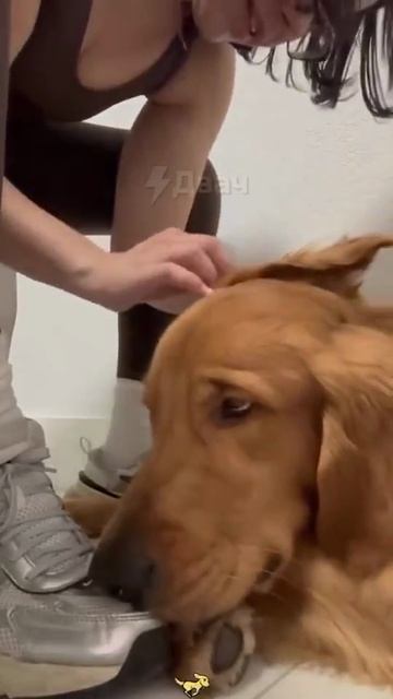 У кого золотистый ретривер, мы идём к вам😆))