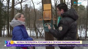 Белки Петербурга готовятся к сезону размножения