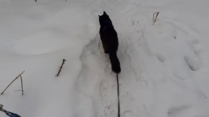 Запахи, запахи.