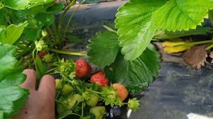 Клубника Сальса