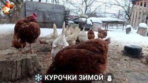 Куры зимой очень счастливы 🤗❄️⛄ (39)