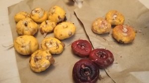 Готовим гладиолусы к будущей посадке