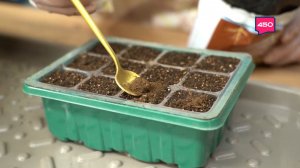 Подкармливаем рассаду. Дачные сезоны