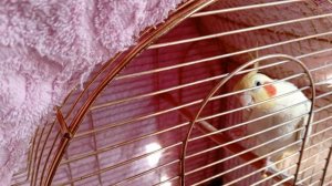 Мои процессы и готовая работа картина "Розы и кофе" 🌹☕