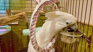 БОЛЬШОЙ Кеша наконец-то стал кушать и мне с птицами удалось хоть немного ПОБОЛТАТЬ в ТИШИНЕ)))