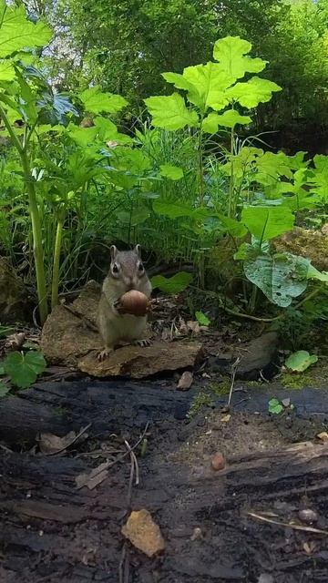 Бурундук и орех