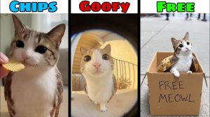 ЗАБАВНАЯ НАРЕЗКА С КОТОСОВОЙ МЯУЛОМ 🐱🦉!!! MEOWL ВИДЕО ПРО МИЛОГО ЗВЕРЬКА ИЗ ТИК-ТОКА! РЕАКЦИЯ! 😼