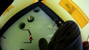 РЫБАЛКА НА ПЛОТВУ И ЕЛЬЦА ЗИМОЙ