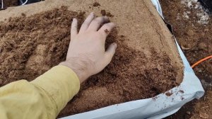 Подготовка теплицы для высадки гигантского лука