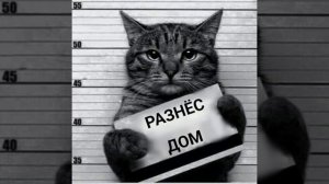 заключённые коты