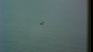 Цапли меняют прописку - О пресноводных птицах острова Фуругельм. 1989г.