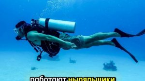 Ныряльщик-кормильщик