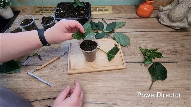 Как размножить сортовые георгины