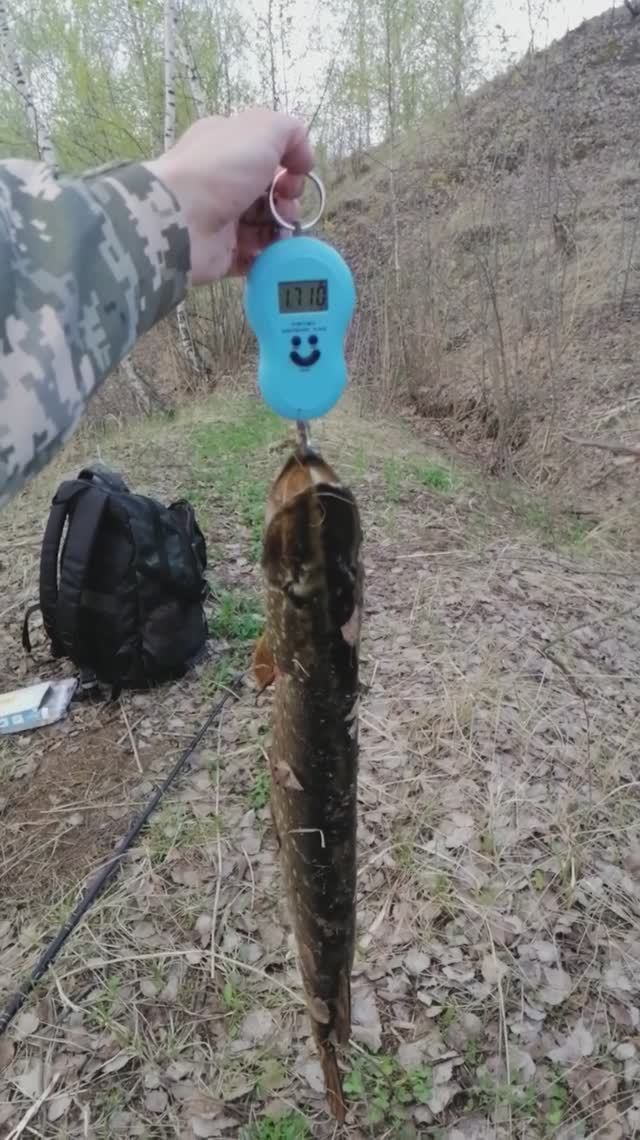 Зачетная щучка#рыбалка#отдых#щука#спиннинг#