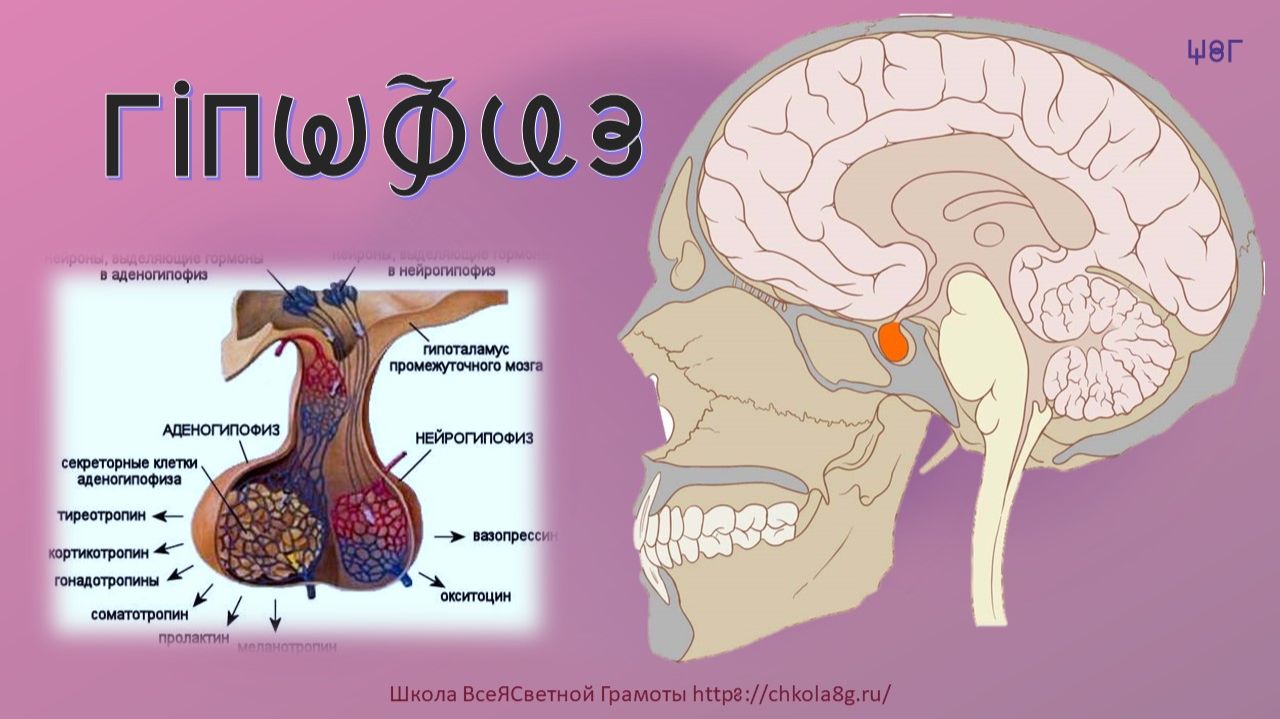 Гипофиз. Этимология. ВсеЯСветная Грамота