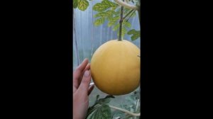 Арбузы в Зауралье