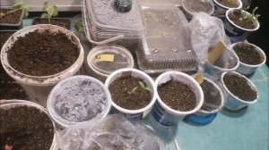 Если вам не хватает света для сеянцев, то зеркало вам поможет