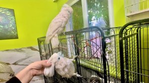 УРА! После отселения ТЕРМИНАТОРА Кеша и Жора стали такими добрыми  что даже сами ПОМИРИЛИСЬ )))