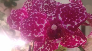 Решаю проблему Дикого Кота. Чё купила в садовых центрах.