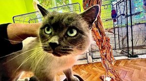 ДОЖДАЛАСЬ! Теперь и Яша меня ревнует и выщипывает хвост Кеше,а кот Басик просто ПСИХАНУЛ на попугаев