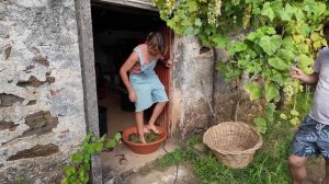 Фантастический урожай винограда . Моё первое домашнее вино _ (Дом в Португалии). Выпуск 34