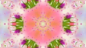 Весна! Очаровательные тюльпаны 6! Киностудия Мудрого Кота Тимофея!