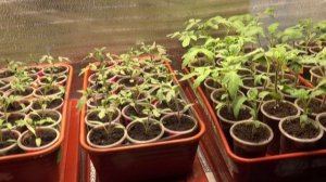 ПОСЕВЫ 2026-68. За окном мороз минус 20! На  подоконнике рассаде томатов холодно!