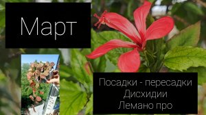 март 2026// посадки// дисхидии// покупки