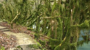 зимняя Абхазия. Форель на Мчыште.