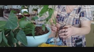 Первая подкормка рассады. Наконец руки дошли до цветов.