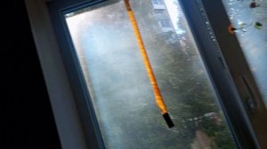 Рубрика "Цветы" Рутуб