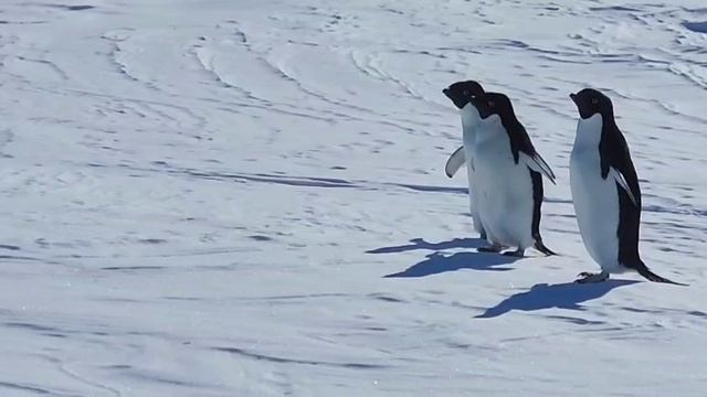 Антарктида. Бегущие пингвины Аделли.