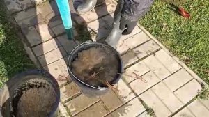 Как сохранить нифею,кувшинку зимой? Различные виды зимовки.