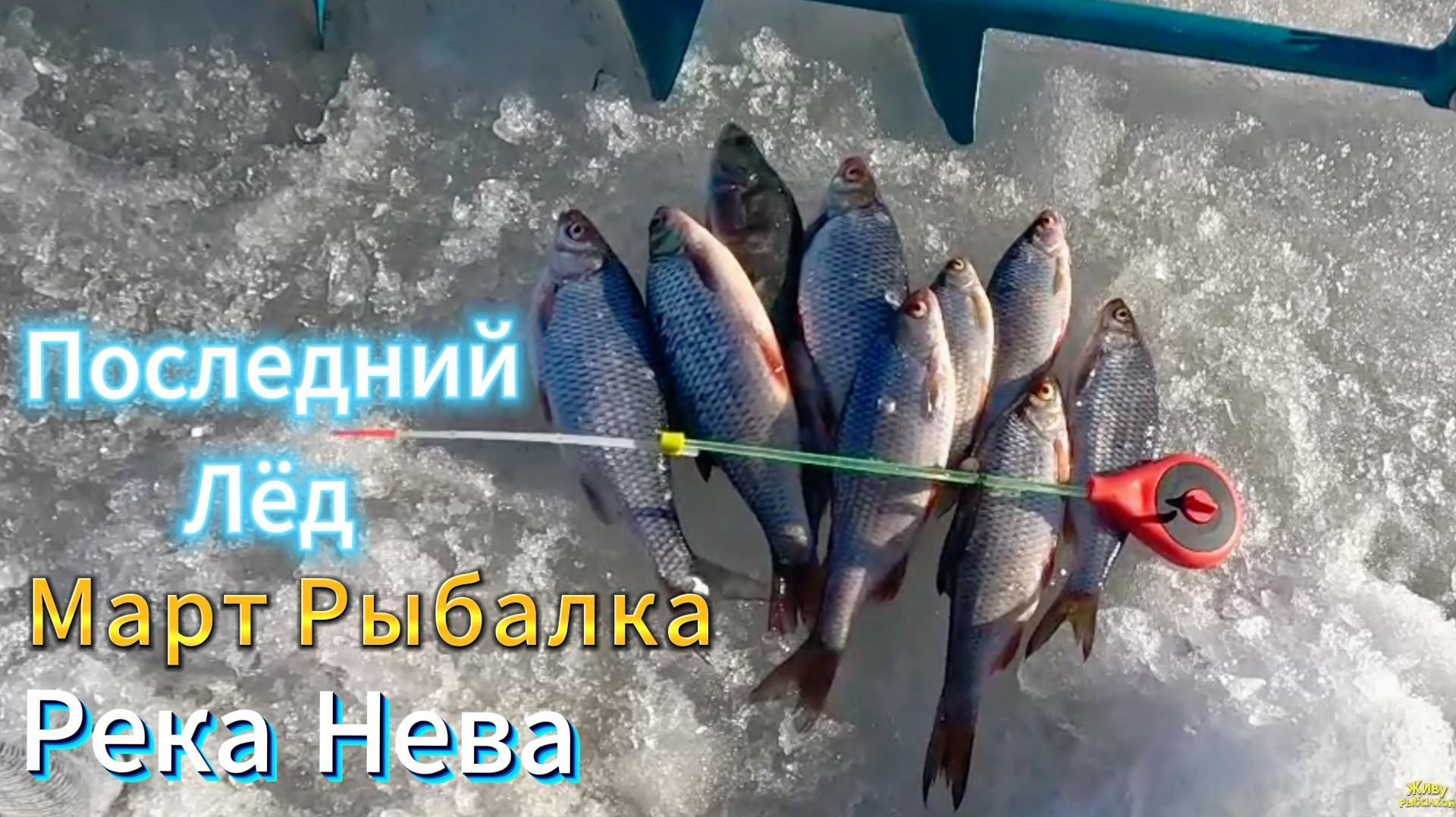 ПОСЛЕДНИЙ ЛЁД РЫБАЛКА РЕКА НЕВА КЛЁВ ПЛОТВЫ