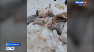 Кровавые останки животных в мусорных контейнерах возмутили новосибирцев