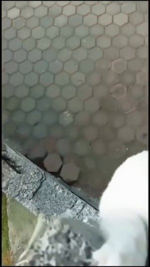 Видео от Департамент Вирусного Контента | ДВК