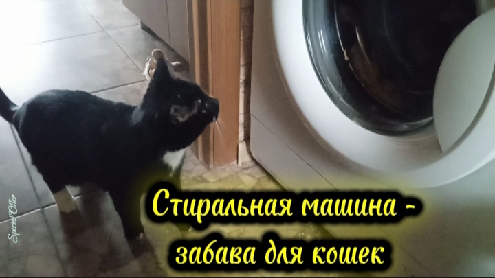 Стиральная машина — забава для кошек