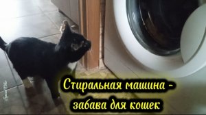 Стиральная машина - забава для кошек