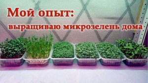 Мой опыт: выращиваю микрозелень дома 🌿 Это проще, чем кажется!