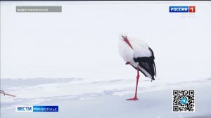 Как  аист Гера из Перевоза встретил весну