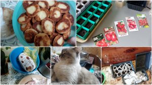 На завтрак решила сырники с творога. Посадила томаты. Поздний ужин. Готовка