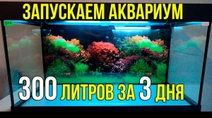 Запуск Аквариума 300 Литров за 3 дня: Невозможное Возможно?