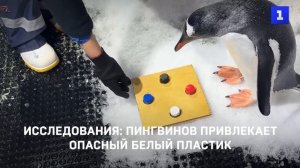 Исследования: пингвинов привлекает опасный белый пластик