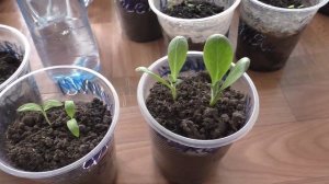 Полив рассады