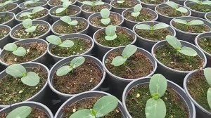 НИЗКАЯ И КРЕПКАЯ РАССАДА ОГУРЦА. Важные условия выращивания.