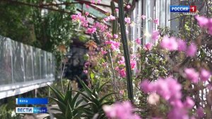 В Никитском ботаническом саду впервые за 15 лет распустились цветы агавы