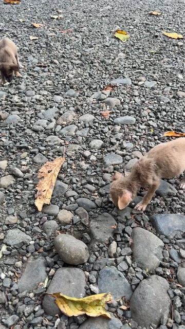 Щенячий переполох