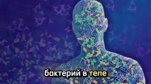 Бактерии в человеке