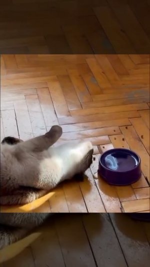 Купил кота из Австралии, и как его кормить теперь